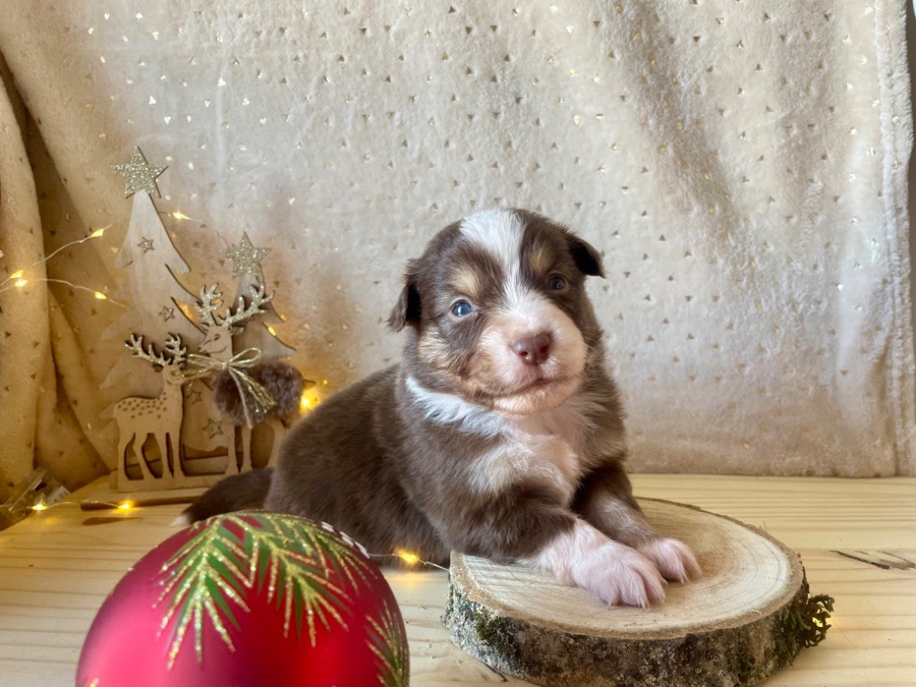 Du Clair De Lune Rouge - Chiot disponible  - Berger Américain Miniature 