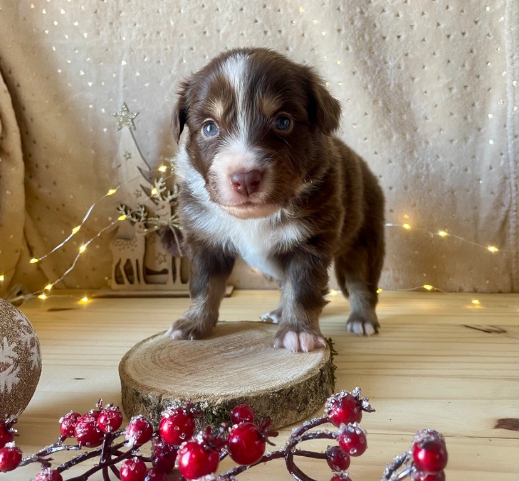 Du Clair De Lune Rouge - Chiot disponible  - Berger Américain Miniature 