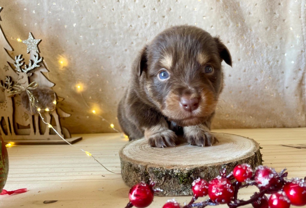 Du Clair De Lune Rouge - Chiot disponible  - Berger Américain Miniature 