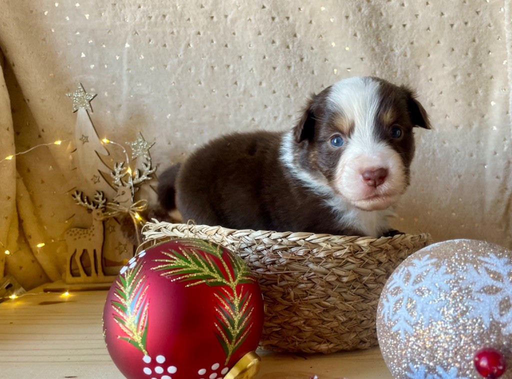 Du Clair De Lune Rouge - Chiot disponible  - Berger Américain Miniature 