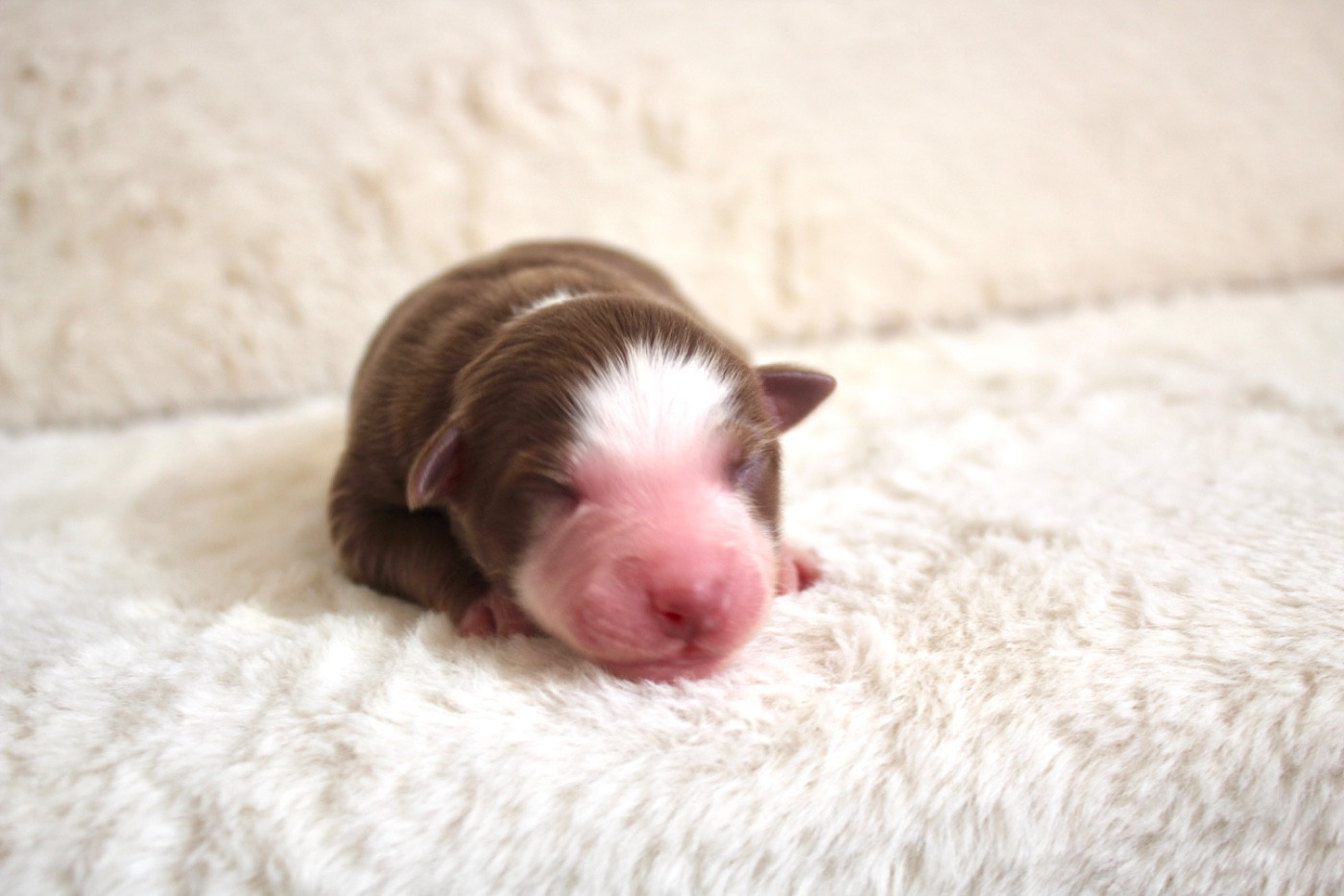 Du Clair De Lune Rouge - Chiots disponibles - Berger Américain Miniature 