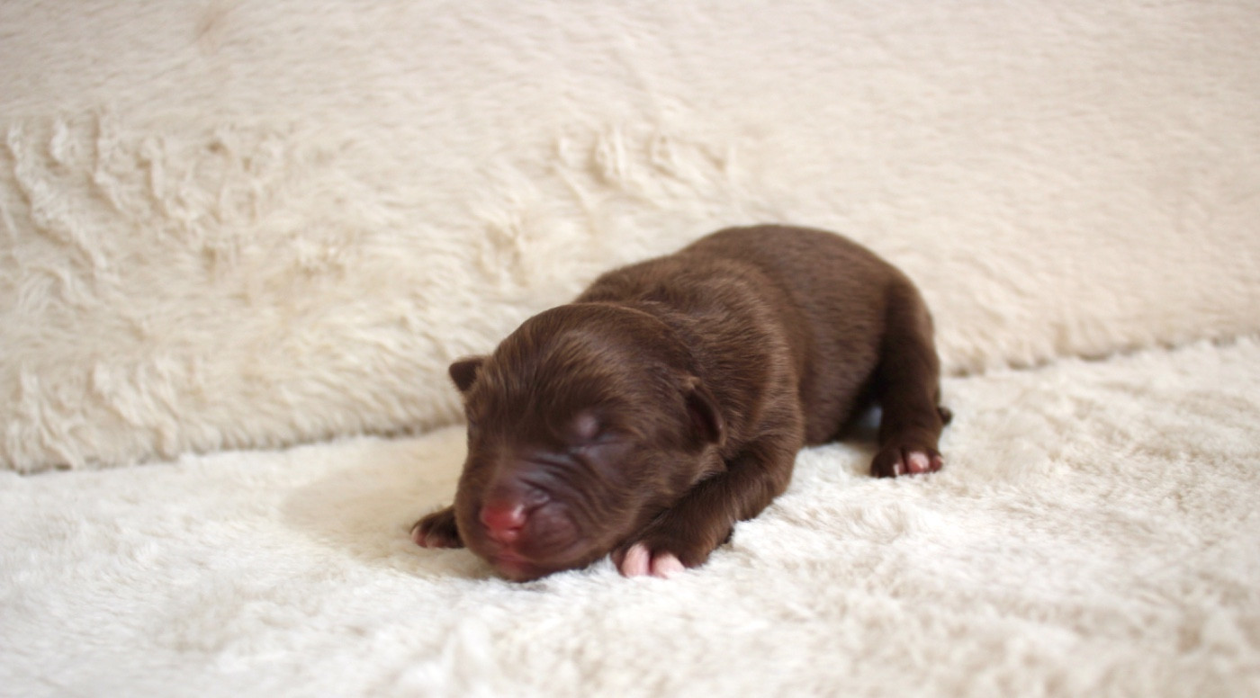 Du Clair De Lune Rouge - Chiots disponibles - Berger Américain Miniature 