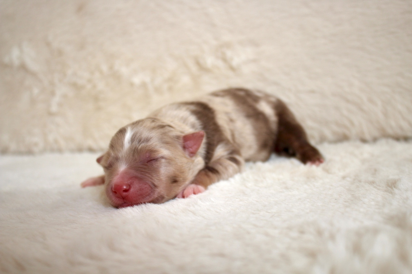 Du Clair De Lune Rouge - Chiots disponibles - Berger Américain Miniature 