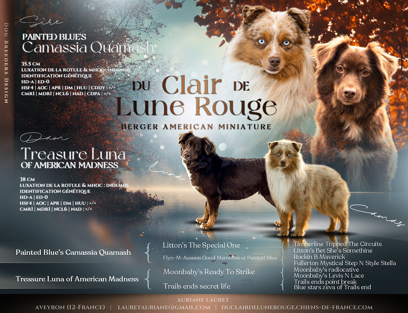 Chiot Berger Américain Miniature  Du Clair De Lune Rouge