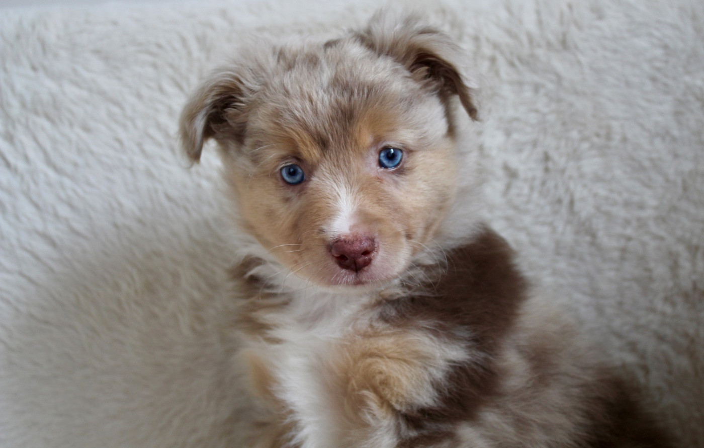 Du Clair De Lune Rouge - Chiots disponibles - Berger Américain Miniature 